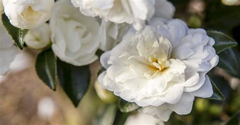 Creating Beautiful Floral Arrangements with October Magic Bridge Camellias